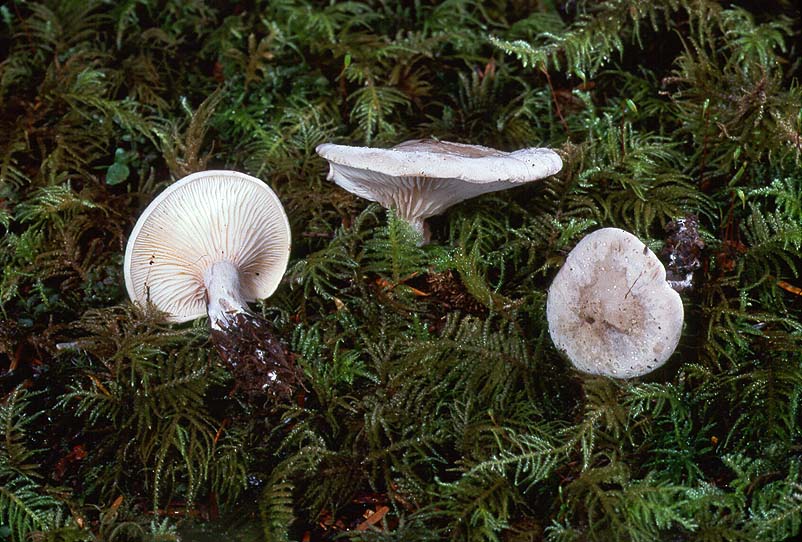 Clitopilus prunulus group